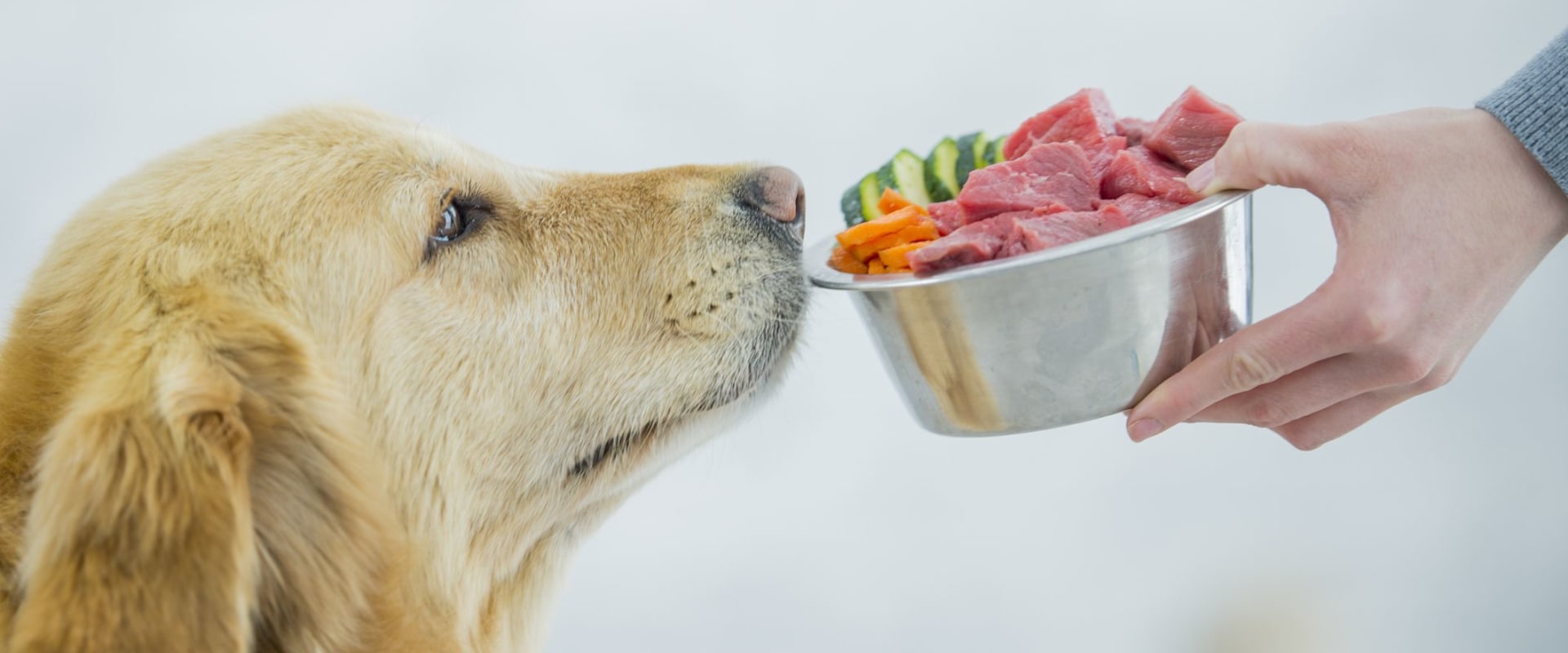 Why raw dog food?