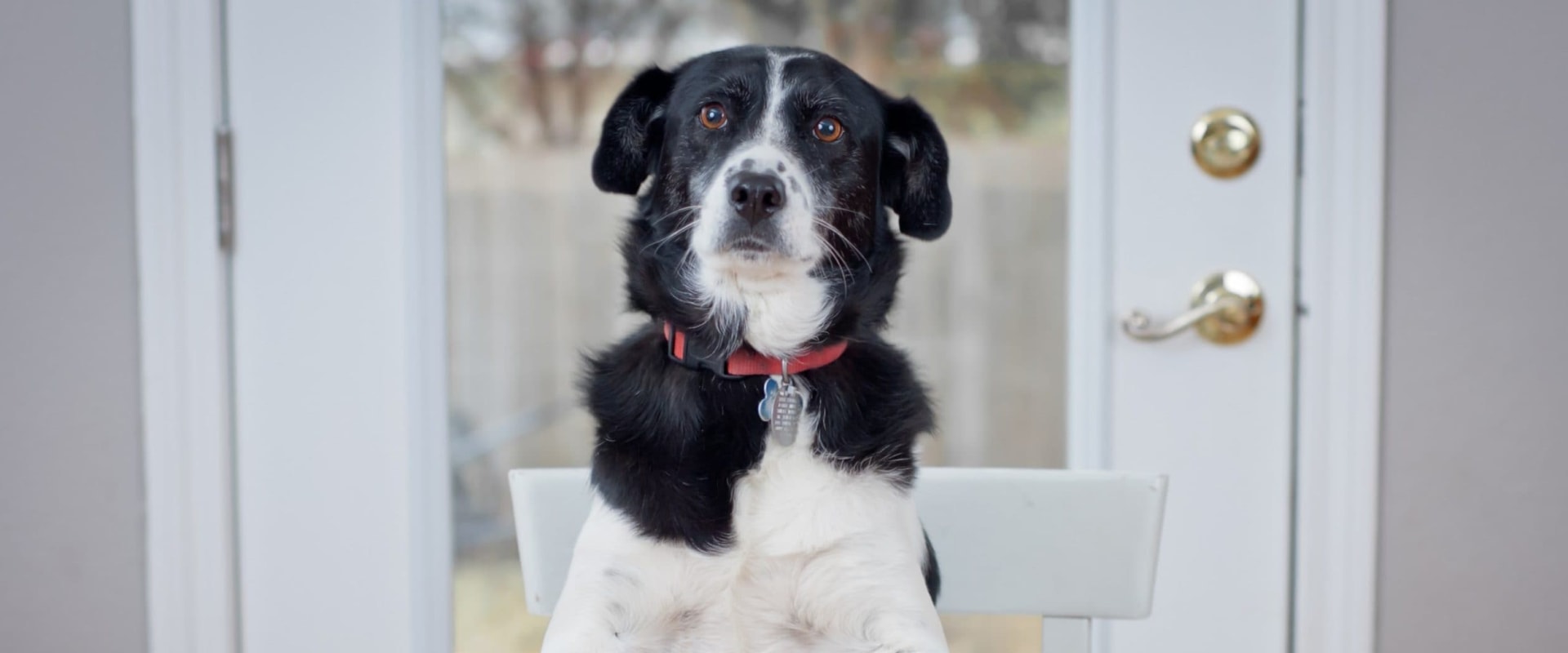 Which raw dog food is best uk?