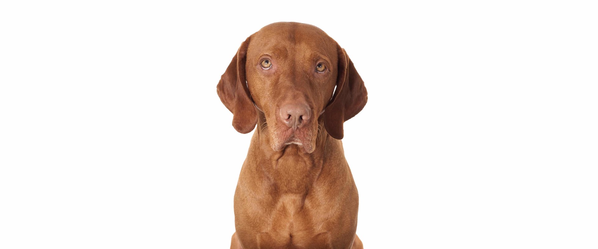 Is raw dog food hypoallergenic?