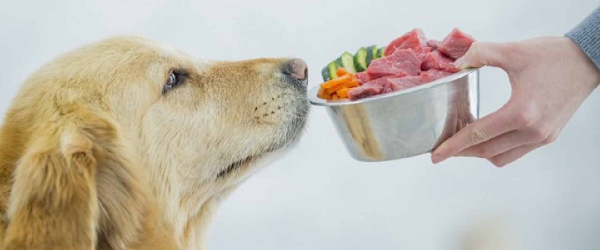How long can raw food sit out for dog?