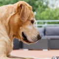 Which raw dog food brand is best uk?