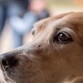 What is best food for dogs with acid reflux?