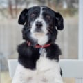 What are the top 5 healthiest dog foods uk?