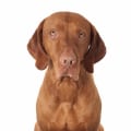 Is raw dog food hypoallergenic?