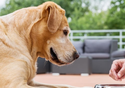 Which raw dog food brand is best uk?