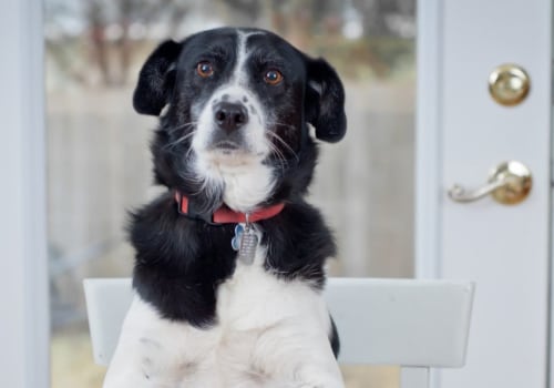 Which raw dog food is best uk?