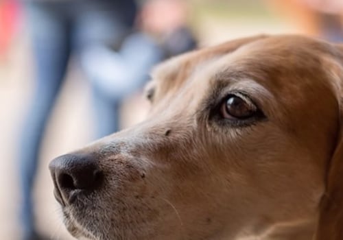 What is best food for dogs with acid reflux?