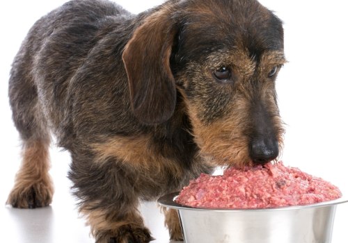 Is raw dog food better than kibble?