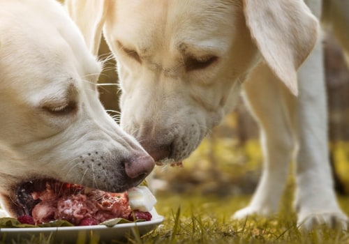 Why you shouldn't feed your dog raw food?