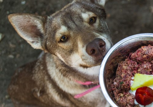 Why feed raw dog food?
